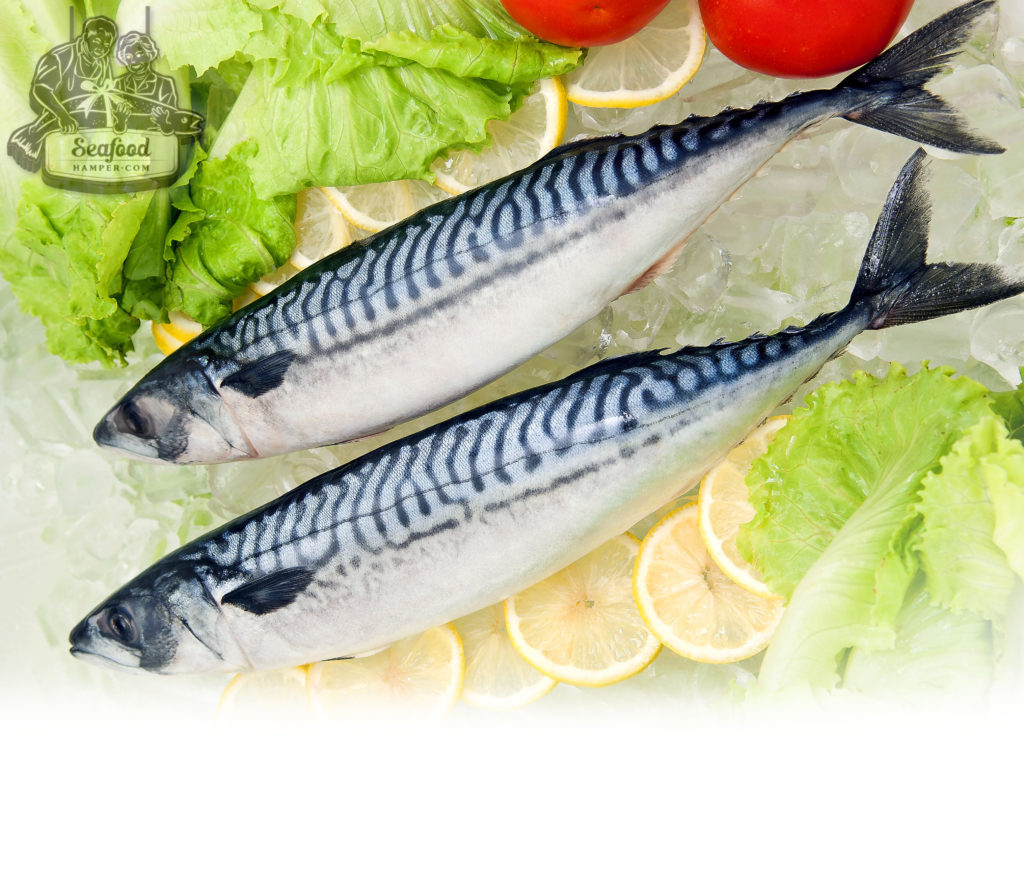 Frozen Norway Saba Mackerel鲭鱼 300+gm/pc Seafood Hamper